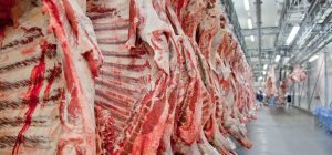 Wholesale Frozen Pork Meat Suppliers. 